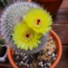 Notocactus scopa albispinus – Image 2