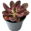 Echeveria nodulosa maruba benitsukasa