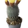 Notocactus scopa albispinus