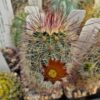 Echinocereus russanthus – Image 2