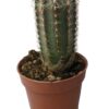 Echinocereus russanthus