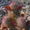 Echinocereus russanthus – Image 3