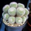 Notocactus scopa albispinus – Image 5
