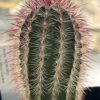 Echinocereus russanthus – Image 4