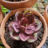 Echeveria nodulosa maruba benitsukasa – Image 4