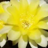 Lobivia aurea fallax – Image 3