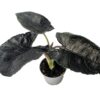 Alocasia Antoro velvet