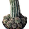 Lobivia aurea fallax