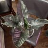 Alocasia Antoro velvet – Image 5