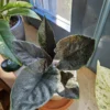 Alocasia Antoro velvet – Image 3