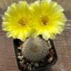 Lobivia aurea fallax – Image 2