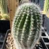 Lobivia aurea fallax – Image 4