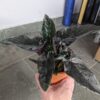 Alocasia Antoro velvet – Image 6