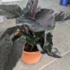 Alocasia Antoro velvet – Image 4