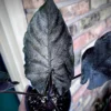 Alocasia Antoro velvet – Image 2