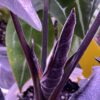 Alocasia Antoro velvet – Image 7