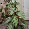 Epipremnum pinnatum Cebu Blue – Image 2