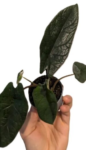 Alocasia scalprum