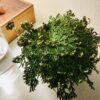 rose de jericho Selaginella lepidophylla – Image 2