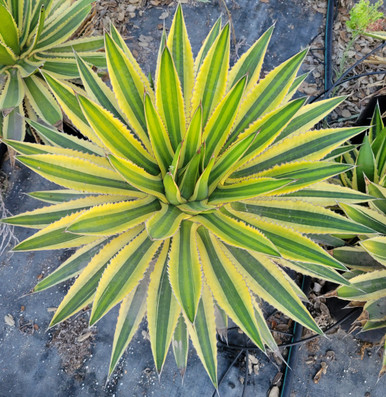 Agave lophantha Quadricolor – Image 3