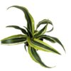 Dracaena fragrans Lemon Surprise