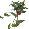 Epipremnum pinnatum Cebu Blue