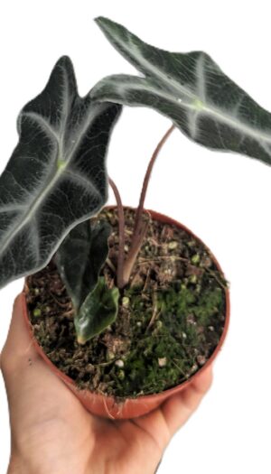 Alocasie sanderiana Nobilis