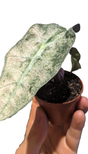 Alocasia Polly Variegata