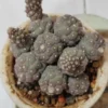 Puna bonnieae inermis – Image 6