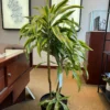 Dracaena fragrans Lemon Surprise – Image 7