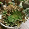 rose de jericho Selaginella lepidophylla – Image 3