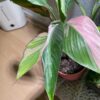 Musa Nono Pink variegata – Image 4