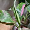 Musa Nono Pink variegata – Image 5