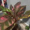 Musa Nono Pink variegata – Image 6