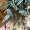Epipremnum pinnatum Cebu Blue – Image 4