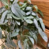 Epipremnum pinnatum Cebu Blue – Image 5