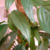 Epipremnum pinnatum Cebu Blue – Image 6