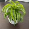 Dracaena fragrans Lemon Surprise – Image 4