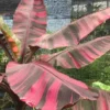 Musa Nono Pink variegata – Image 2
