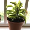 Dracaena fragrans Lemon Surprise – Image 2