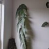 Epipremnum pinnatum Cebu Blue – Image 7