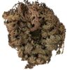 rose de jericho Selaginella lepidophylla