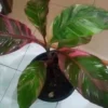 Musa Nono Pink variegata – Image 7