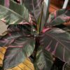 Musa Nono Pink variegata – Image 8