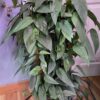 Epipremnum pinnatum Cebu Blue – Image 3