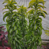 Dracaena fragrans Lemon Surprise – Image 5