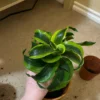 Dracaena fragrans Lemon Surprise – Image 6
