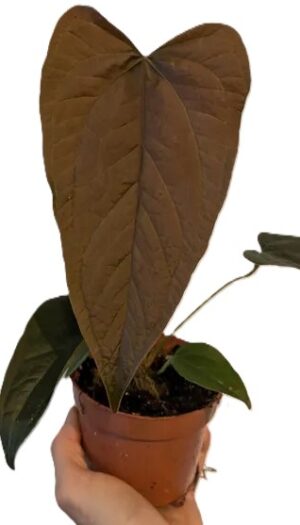 Anthurium Queen of Hearts