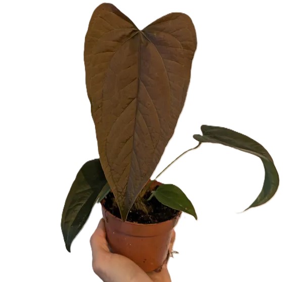 Anthurium Queen of Hearts