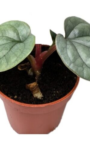 Anthurium luxurians